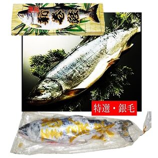 【1.4kg~1.6kg】新巻鮭 《北海道産》 銀毛1本化粧箱入れ