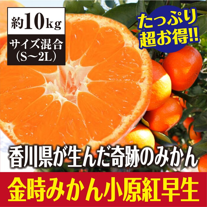 約10kg たっぷりお得 香川県産 小原紅早生みかん サイズ混合 優品を送料込 税込でお試し サンプル百貨店 サンタの贈り物