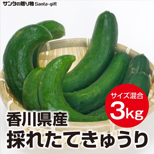 約3kg】香川県産 新鮮採れたてキュウリ(ご家庭用・サイズ不揃い)を税込