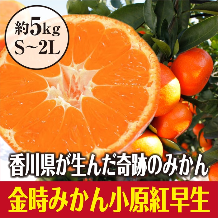 約5.0kg(S-2L)】香川県産 小原紅早生みかんを税込・送料込でお試し ｜ サンプル百貨店 | サンタの贈り物