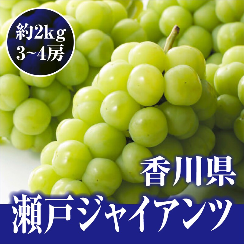 【約2kg(3-4房)】瀬戸内産 瀬戸ジャイアンツめずらしい桃太郎ぶどう