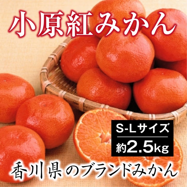 香川県産小原紅みかん 秀品3l 箱込み4キロ以上 3gBoYm25fY, 食品/飲料/酒 - contrologypf.com