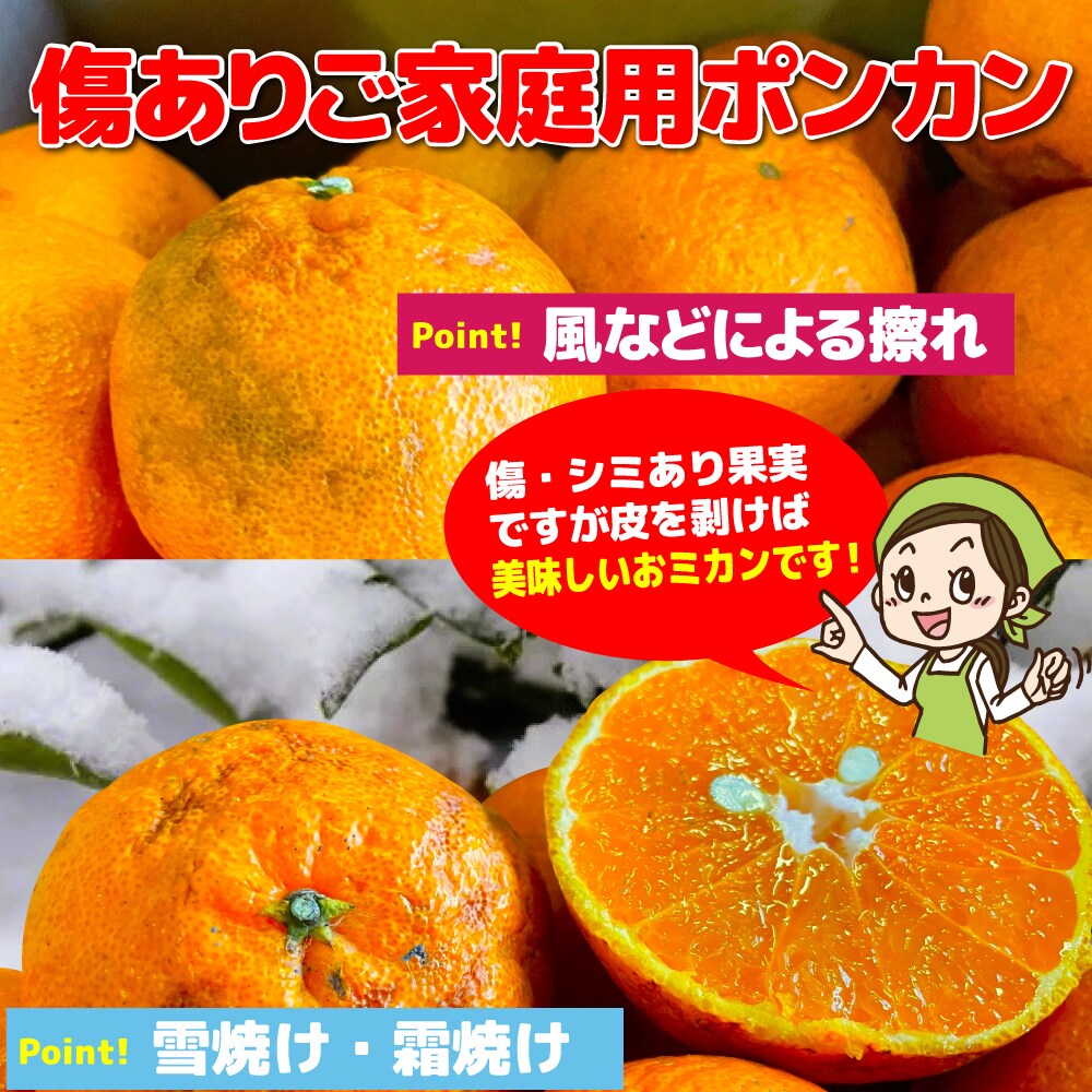 愛媛県産 ご家庭用 ぽんかん 5.5kg 不揃い・傷ありを税込・送料込でお