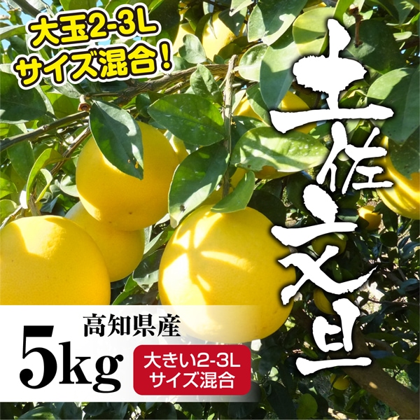 約5.0kg】大玉 高知県産 文旦ぶんたん (2-3Lサイズ混合・ご家庭用)を