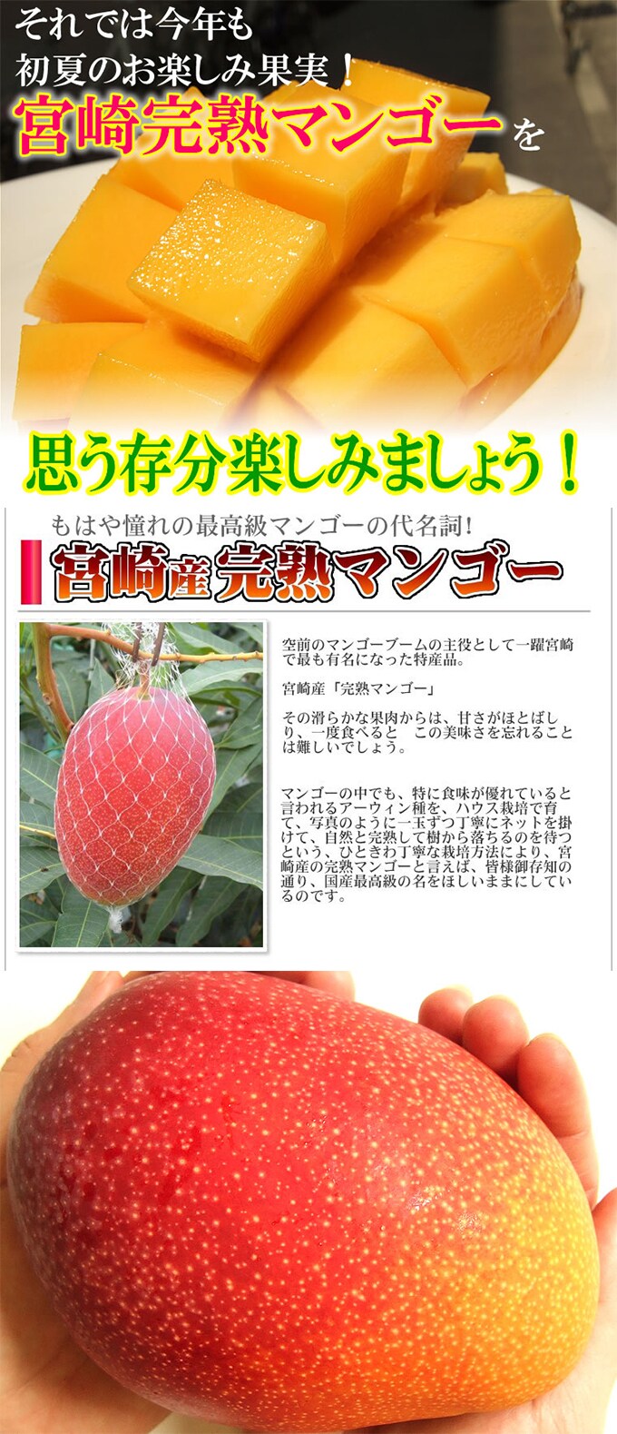 爆買い100%新品宮崎県産 完熟マンゴー 2kg パック り ヤマト配送 果物