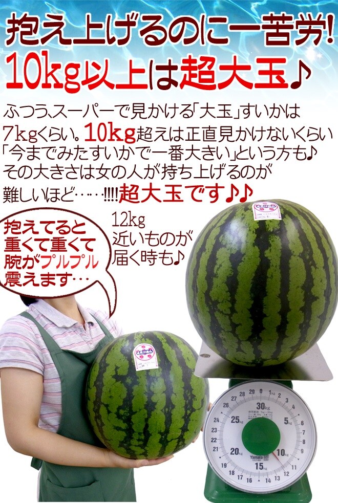 約10kg(6L)/1玉】山形県産“尾花沢スイカを税込・送料込でお試し