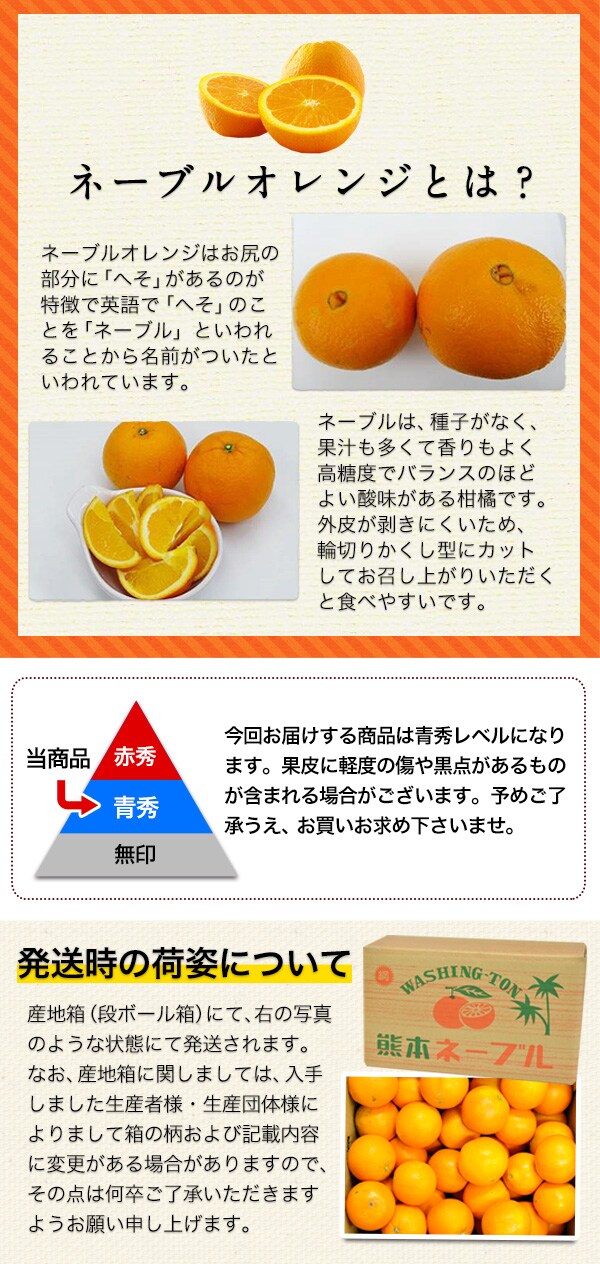 1セット約10kg 青秀 熊本県産ネーブルオレンジ 3l Mサイズを税込 送料込でお試し サンプル百貨店 くまもと風土