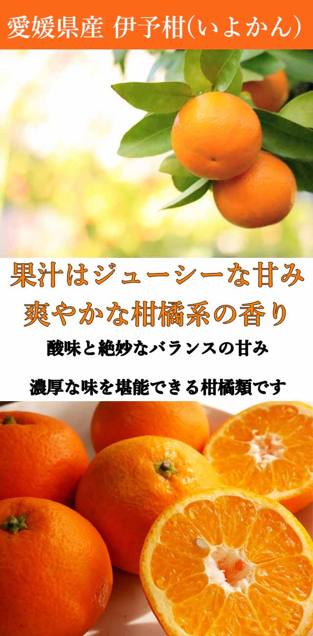 約5kg 愛媛県産 伊予柑 いよかん 良品 を税込 送料込でお試し サンプル百貨店 フルーツショップサニー