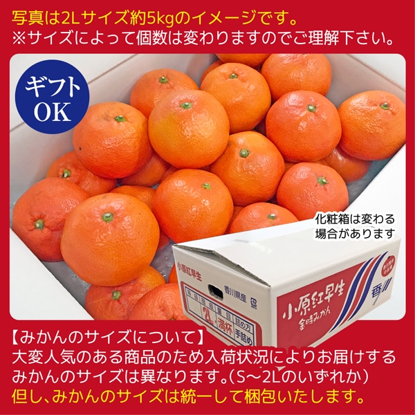 小原紅みかん缶詰 24個入り×2箱-